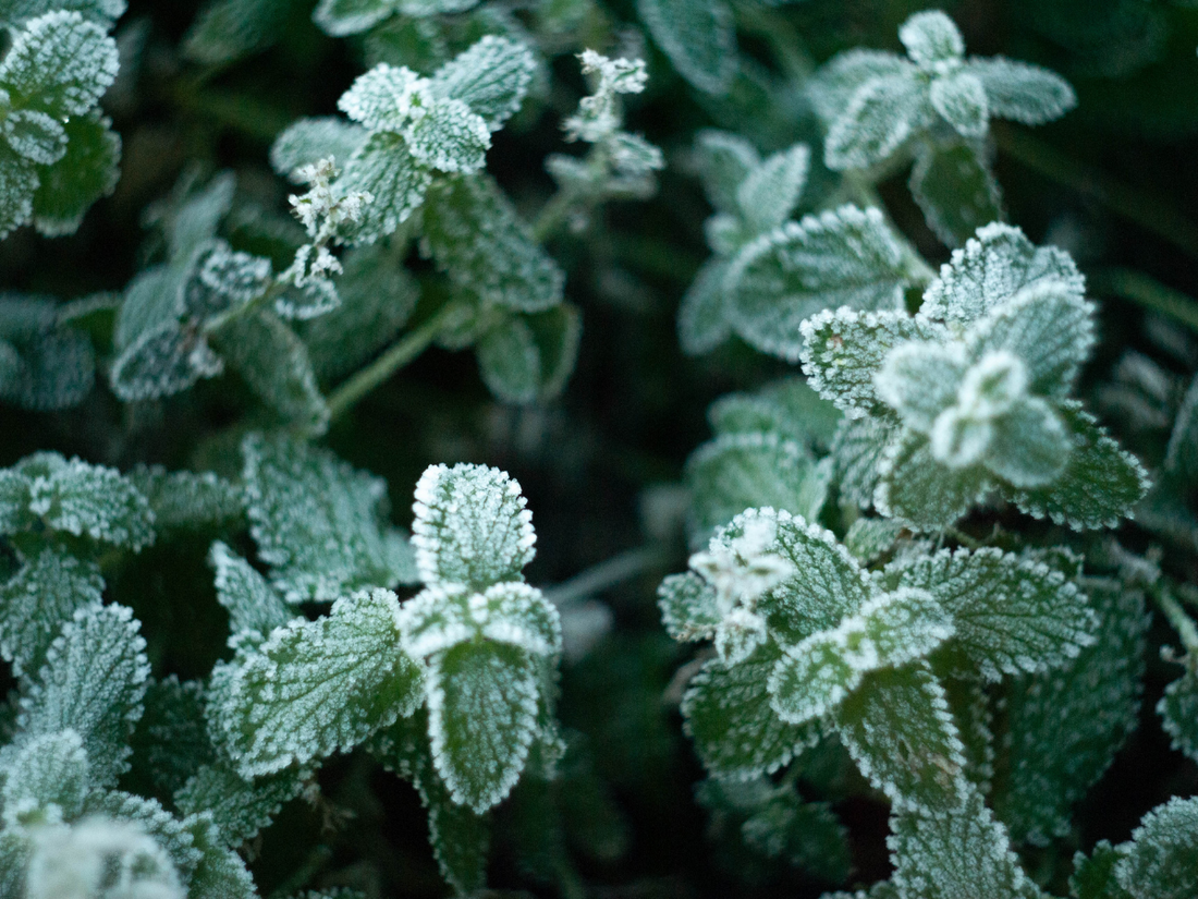 Winter Care for Your Beloved Herbs: Tips for Keeping Them Thriving by The Divine Ginger