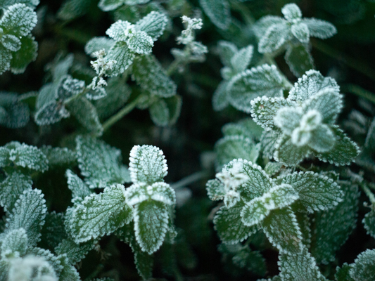 Winter Care for Your Beloved Herbs: Tips for Keeping Them Thriving by The Divine Ginger