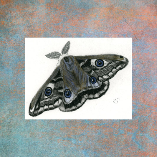 Whimsical Moth- Original Charcoal Drawing with Metallic Highlights. The Divine Ginger