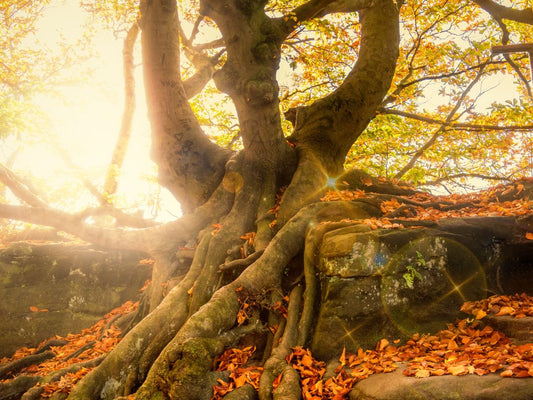 Rooted tree with golden autumn leaves and sunlight – a symbol of grounding and energetic protection