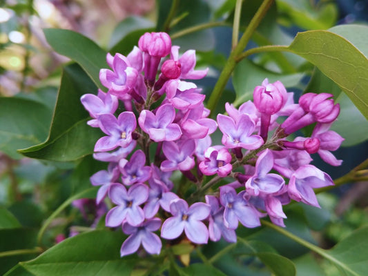 Lilac flowers shaped into a heart, surrounded by green leaves, symbolizing love and connection with nature.