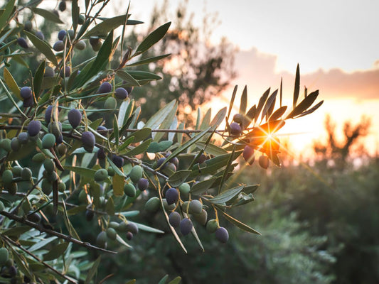 Olive tree at the sunset. Olive Leaf Benefits. A blog post by The Divine Ginger