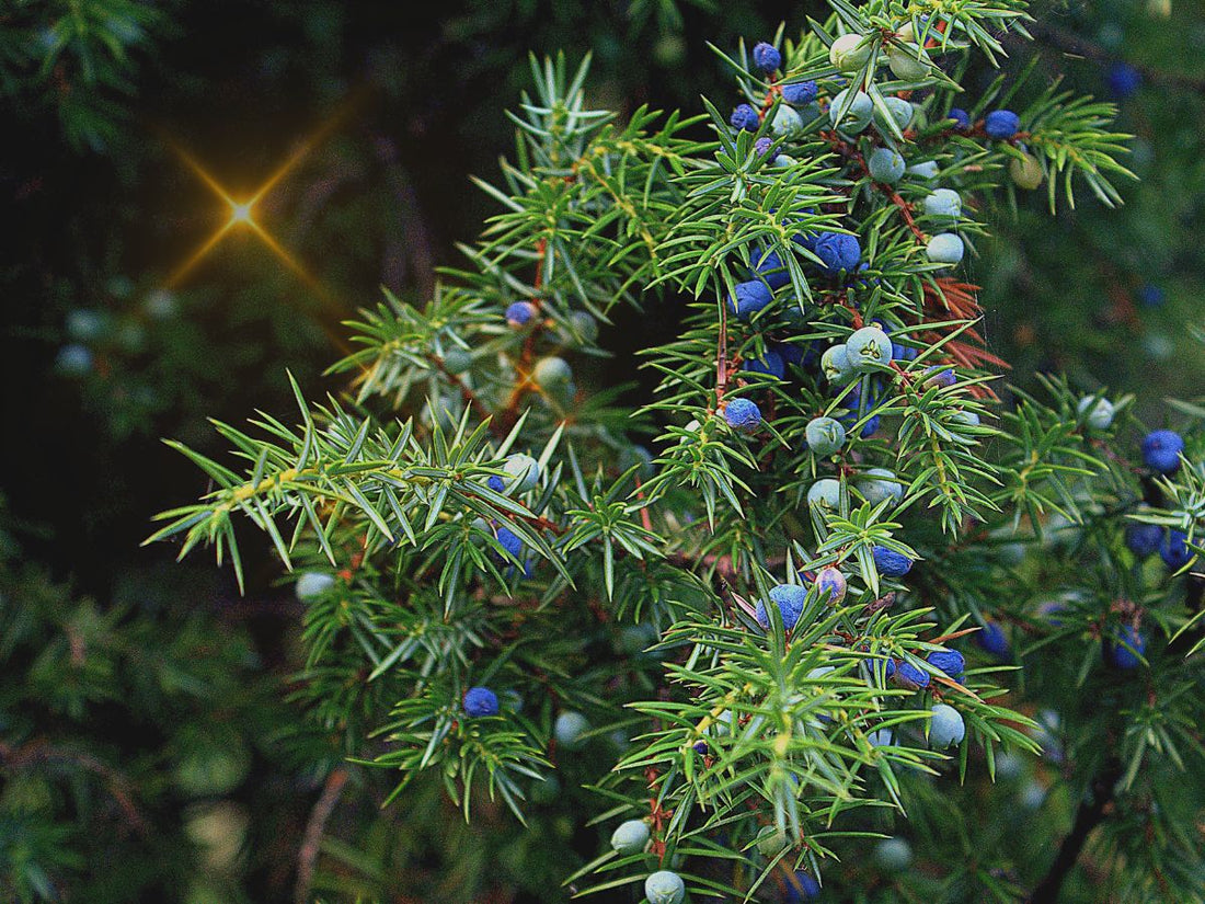 Healing Effects of Juniper by The Divine Ginger