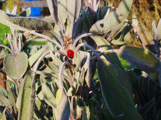 benefits of sage blog post by the divine ginger