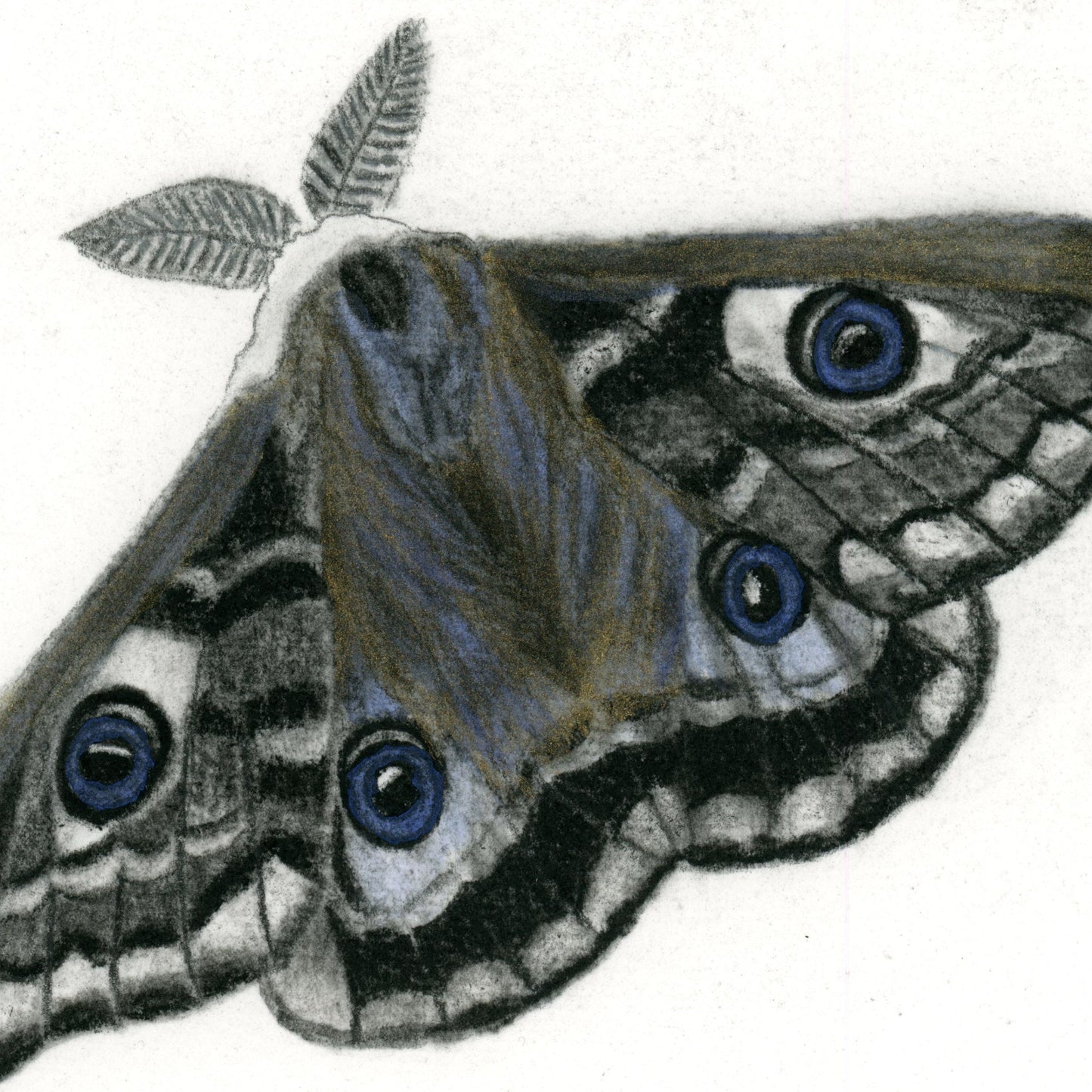 Whimsical Moth- Original Charcoal Drawing with Metallic Highlights. The Divine Ginger