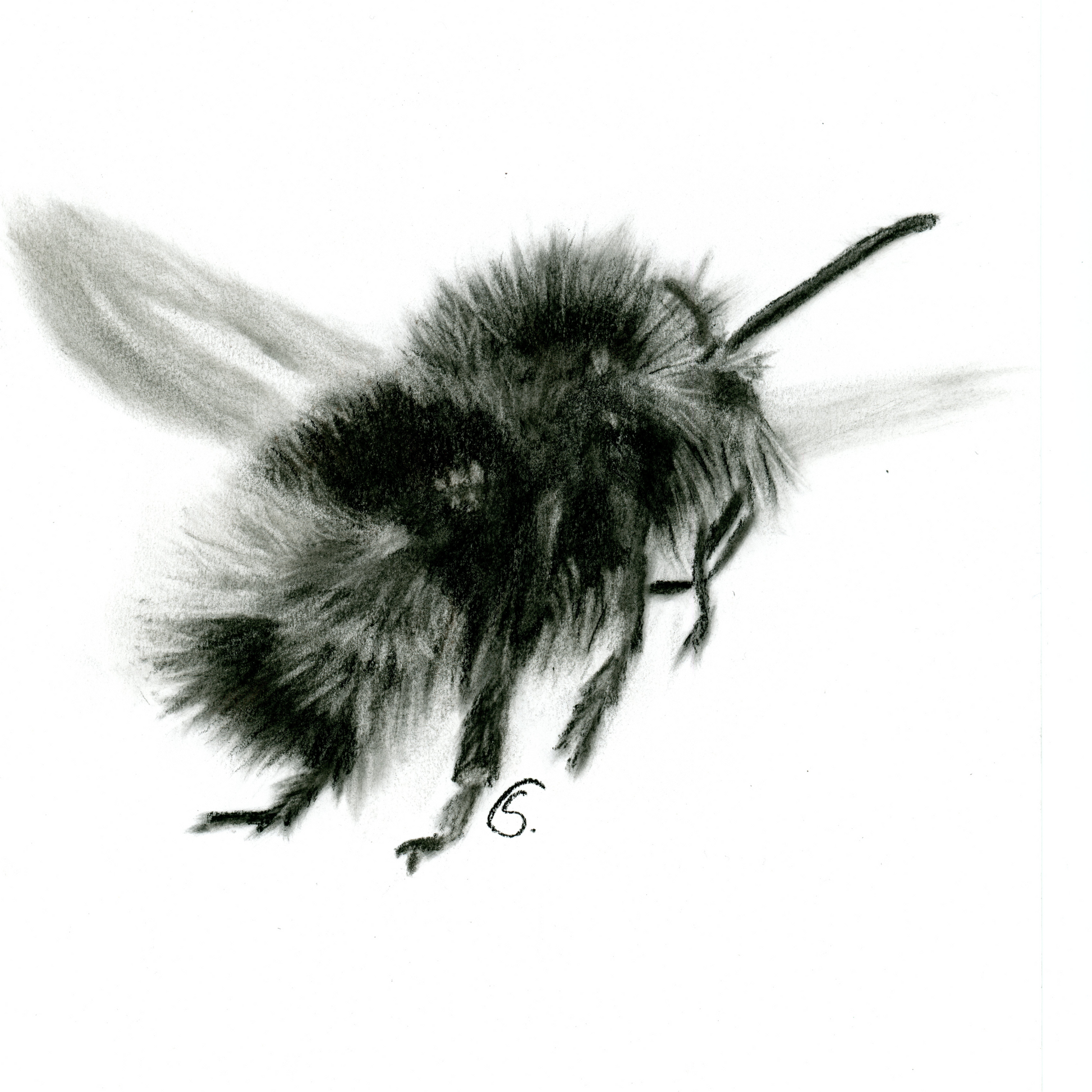 "Close-up of 'Bumblebee Serenity,' a captivating charcoal drawing by The Divine Ginger. The bumblebee takes center stage, its delicate details and serene presence beautifully captured on textured paper."