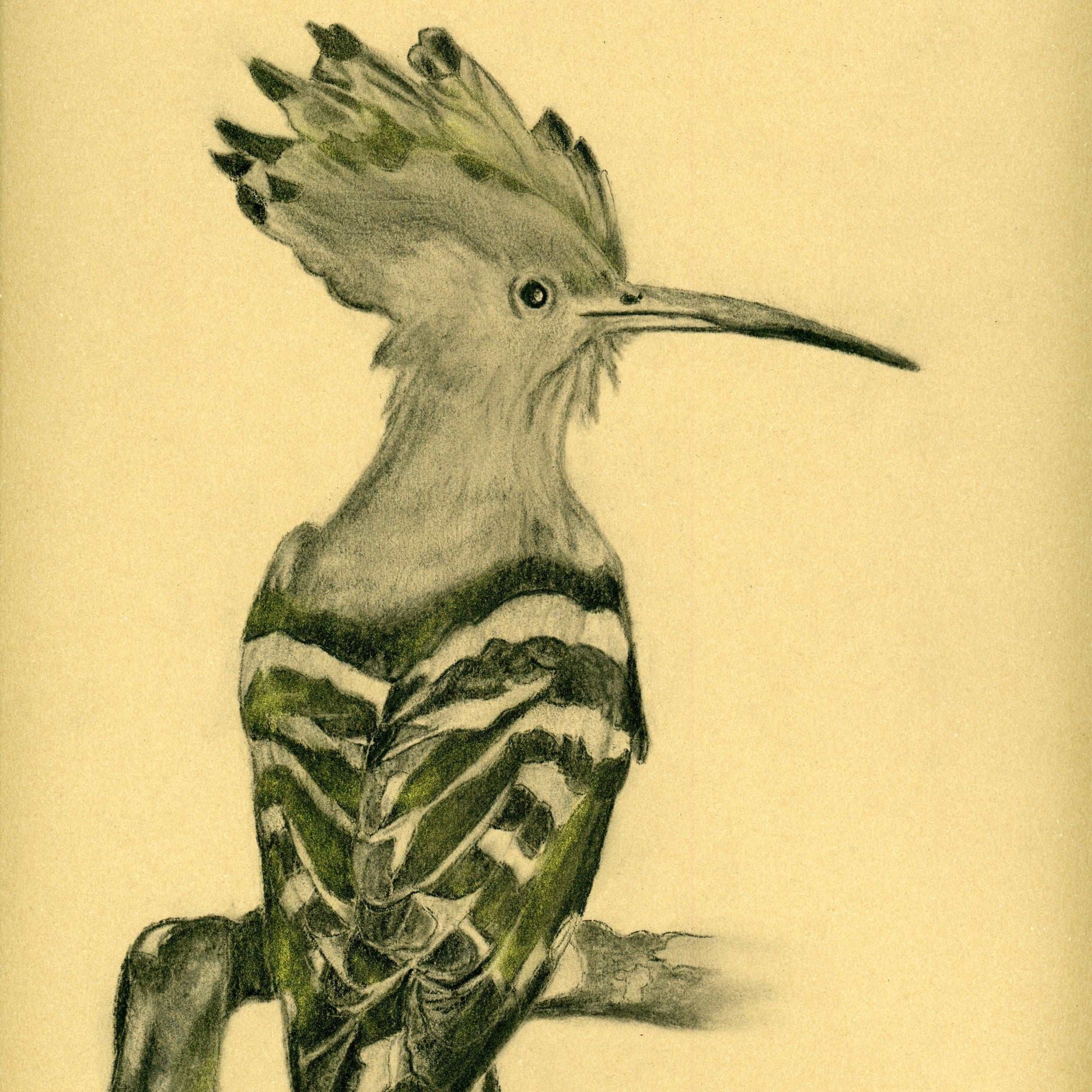 Golden Hoopoe- Original Charcoal Drawing with Metallic Pigments. A3